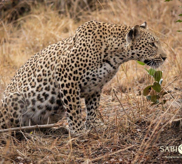 39 Kerry Lee Roberg Kigelia Stalking2 Final