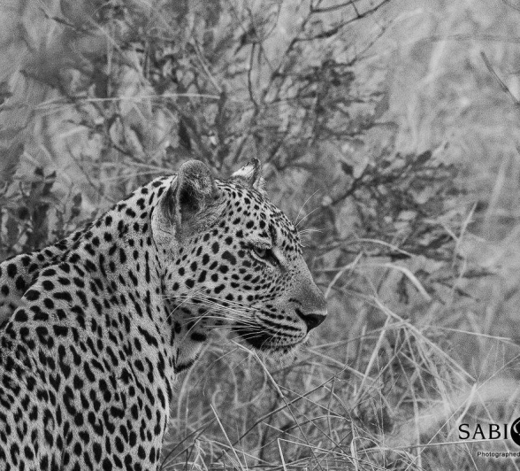 28Louise Murray Msuthlu 28082019 Final