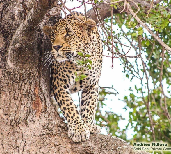 13andries Ndlovu 311019 Leopard 9 Final 13andries Ndlovu 311019 Leopard 9 Final