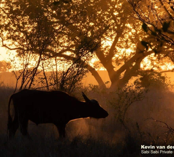 36Kevin Van Der Linde Buffalo 30112019 Final 36Kevin Van Der Linde Buffalo 30112019 Final