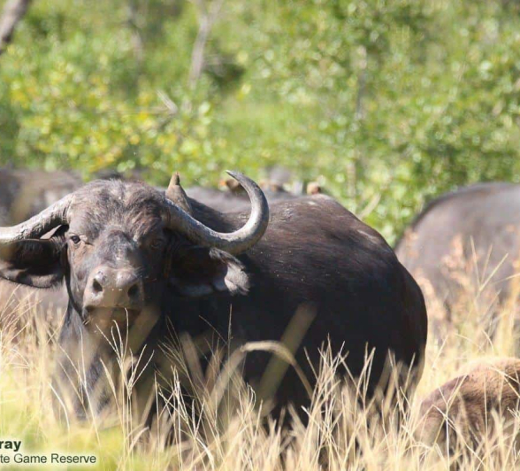 46Louise Murray Buffalo Herd 23032020 Final 46Louise Murray Buffalo Herd 23032020 Final