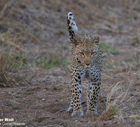 01Tyron Van Der Walt Kigelia And Cub 090920 1 Final 01Tyron Van Der Walt Kigelia And Cub 090920 1 Final