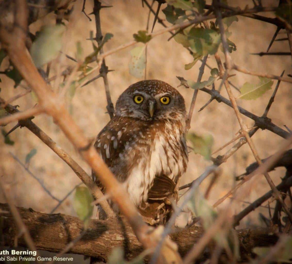 58Ruth Berning Pearl Spotted Owlet 21092020 1 Final 58Ruth Berning Pearl Spotted Owlet 21092020 1 Final