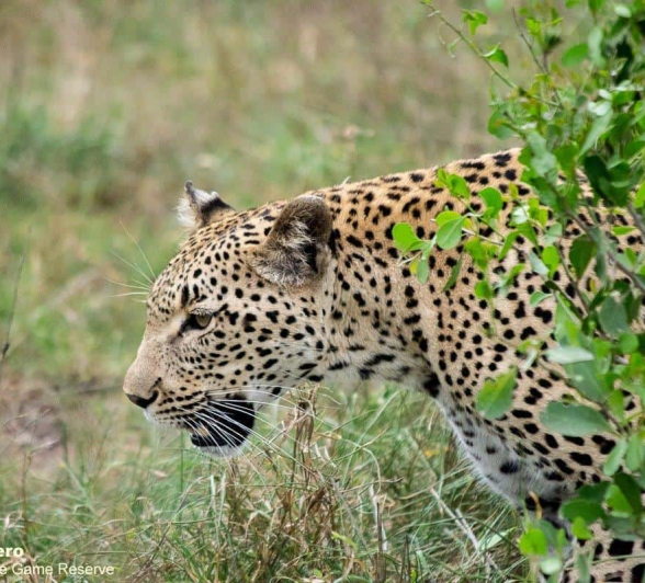 01ronald Mutero Keegelia 05112020 4 Final 01ronald Mutero Keegelia 05112020 4 Final