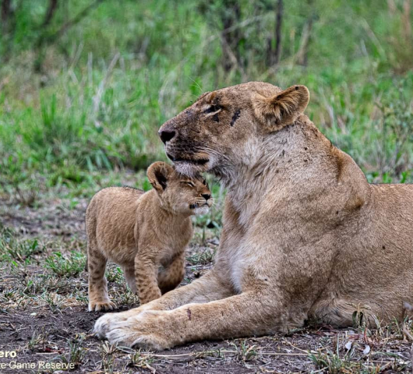 14ronald Mutero Sp And Cubs 27112020  17 Final