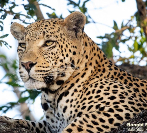 B21ronald Mutero White Dam 01082021 2 Final