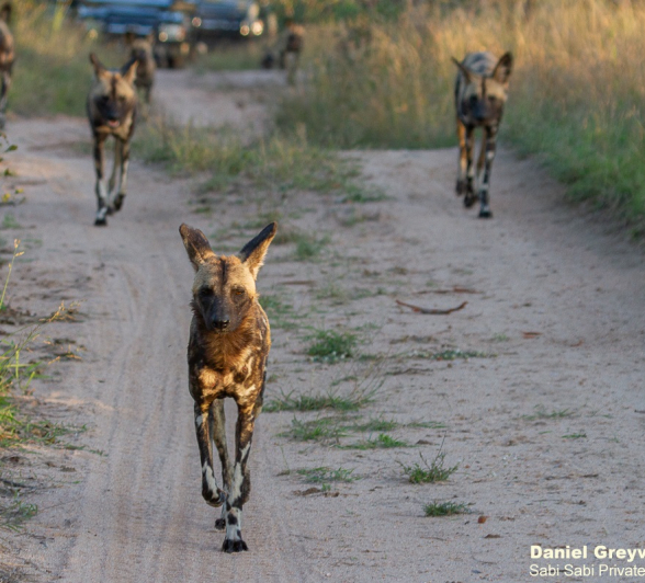 B09Daniel Greyvenstein Wild Dogs 200603 2 Final B09Daniel Greyvenstein Wild Dogs 200603 2 Final