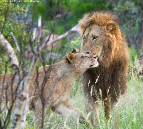 03andries Ndlovu Lions Mangele 16.1.20 5 Final