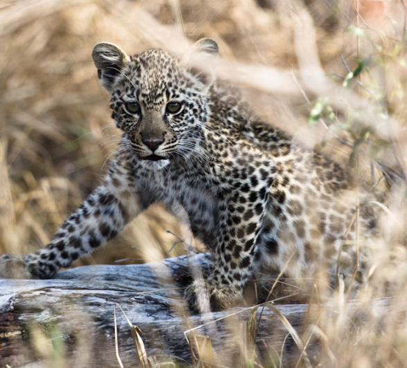 Nottins Cub 2 Nottins Cub 2