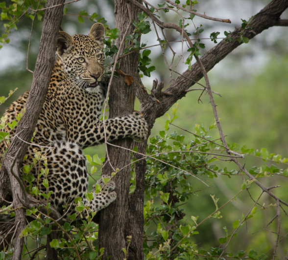 Photo Steve Cub2 Photo Steve Cub2