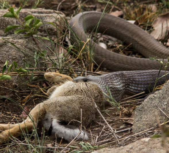 14Franscois Rosslee Mambakill