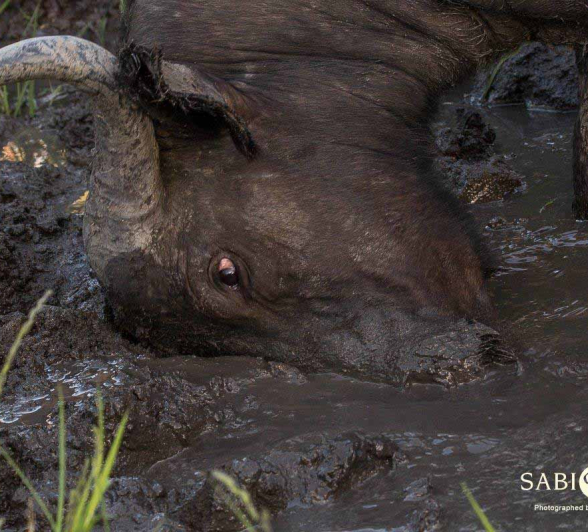 29Franscois Rosslee Buff 13022018 2 Final