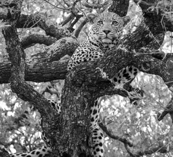 13Kevin Van Der Linde White Dam 22112018 3 Final