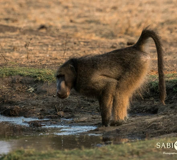 11Kevan Dobbie Chacma Baboon 1209 Final