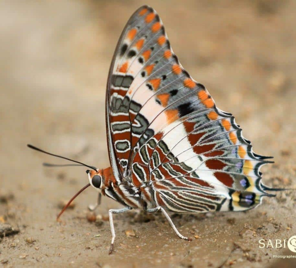 13 20190315 Ally Ross Butterfly 12 Koppie Charaxes Final 13 20190315 Ally Ross Butterfly 12 Koppie Charaxes Final
