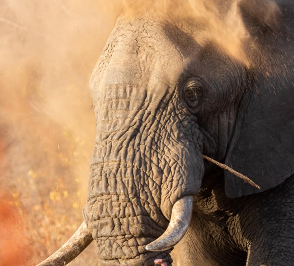 28 Kevin Van Der Linde Elephant 13082019 28 Kevin Van Der Linde Elephant 13082019