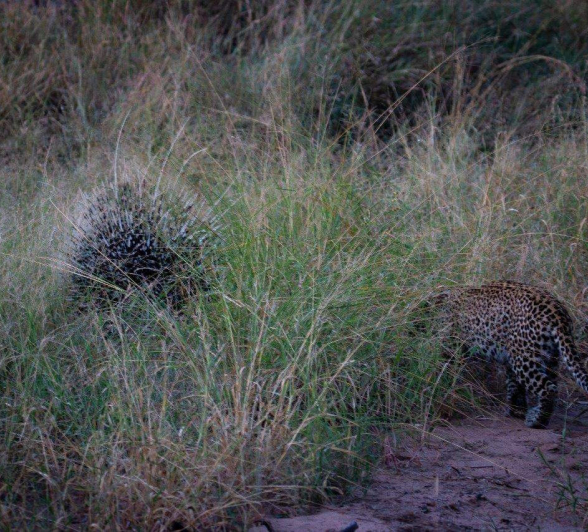 02Dr Michael Bougoulias Cub Porcupine 2