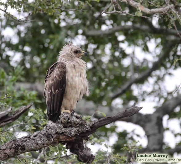 10Louise Murray Eagle 01042020 Final