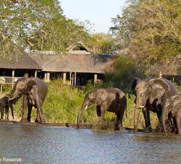 07Amy Leigh Elephant Herd 1 140920 Edit Final 07Amy Leigh Elephant Herd 1 140920 Edit Final