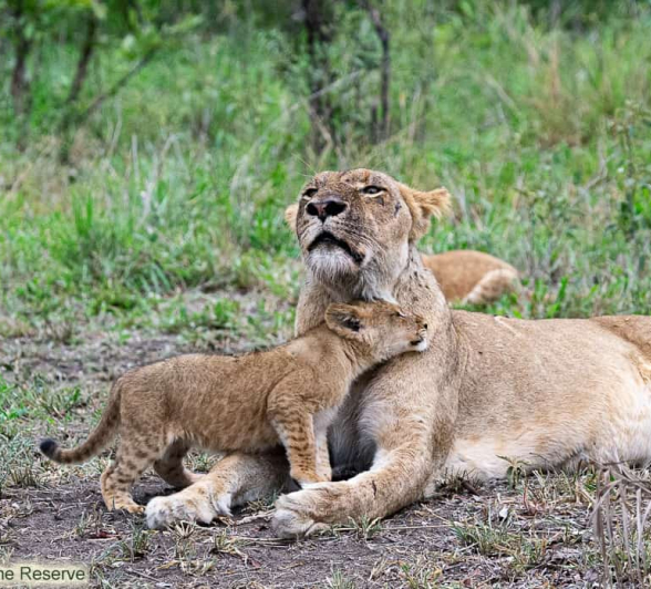 08ronald Mutero Sp And Cubs 27112020  8 Final