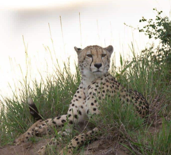 10Louise Murray Cheetah 01022021 1 Final 10Louise Murray Cheetah 01022021 1 Final