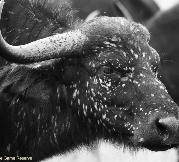 33Ally Ross 20200224 Buff 04  Final