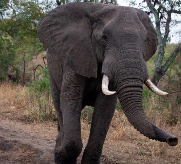 09ronaldmutero Elephants 01102020 4 Final 09ronaldmutero Elephants 01102020 4 Final