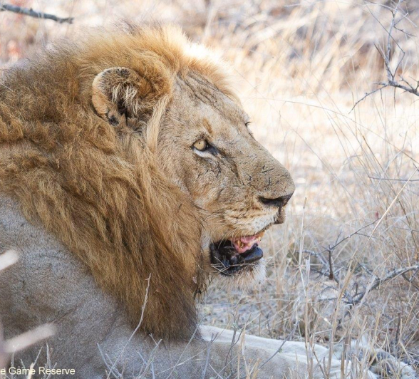 A17Amy Leigh Lion Nwas 2 250921 Final A17Amy Leigh Lion Nwas 2 250921 Final