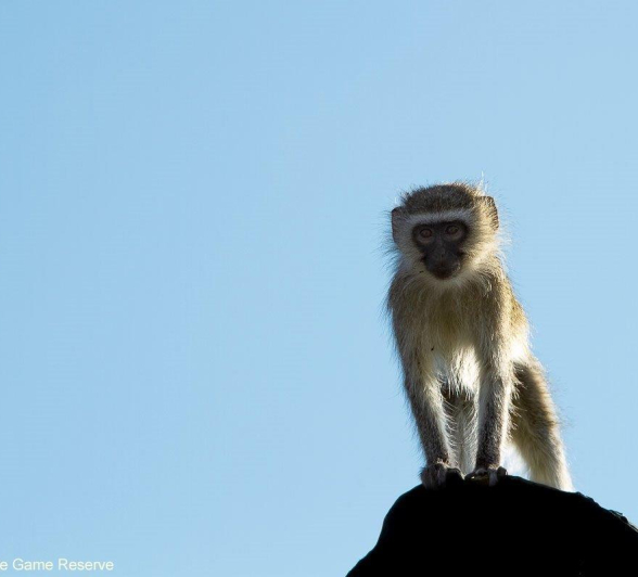 A19Amy Leigh Vervet Monkey 2 070721 Edit Final A19Amy Leigh Vervet Monkey 2 070721 Edit Final