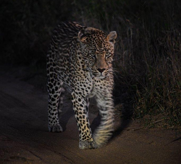 A28Jamiel Leopard Nweti 150622 Final A28Jamiel Leopard Nweti 150622 Final