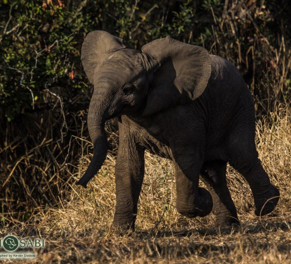 07Kevan Dobbie Elephant Calf 0308.2 Final 07Kevan Dobbie Elephant Calf 0308.2 Final