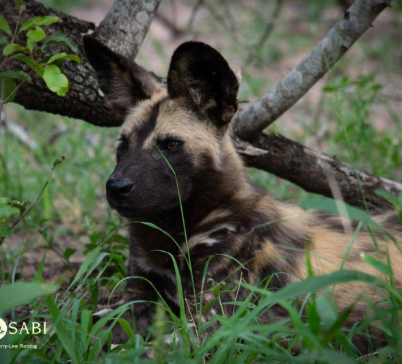 22Kerry Lee Roberg WildDog.1 Final 22Kerry Lee Roberg WildDog.1 Final