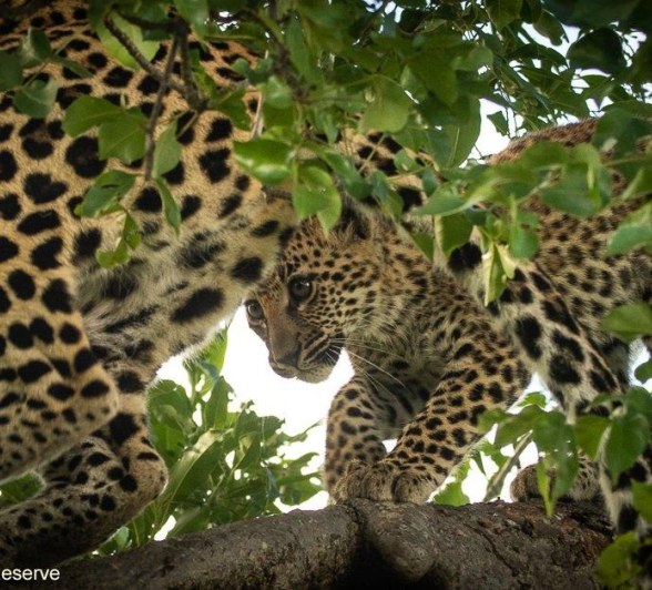 14andries Leopard.Hanyile 260121 3 Final 14andries Leopard.Hanyile 260121 3 Final