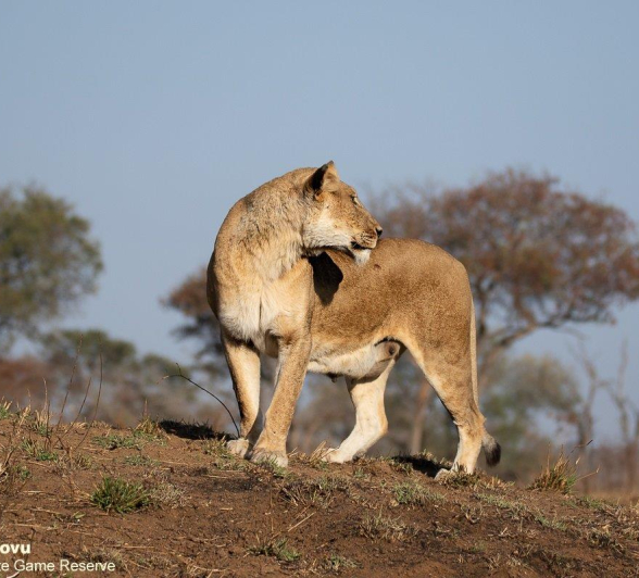 B27andries Lion.styx 300821 3 Final B27andries Lion.styx 300821 3 Final