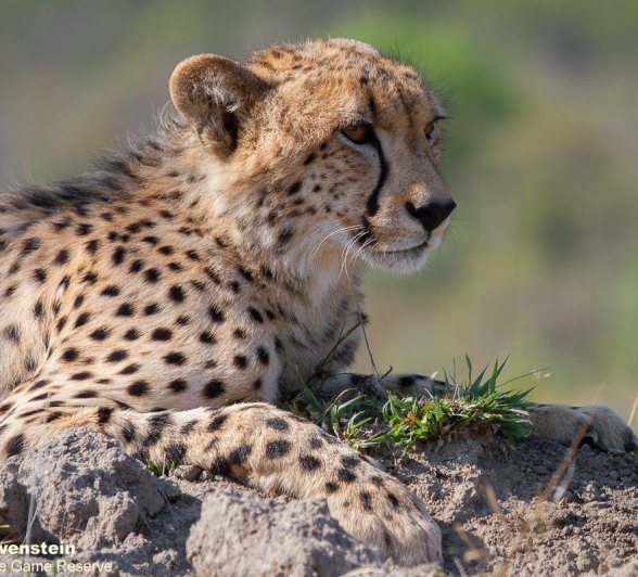 A08Daniel Greyvenstein Cheetah And Cub 061022 2 Final A08Daniel Greyvenstein Cheetah And Cub 061022 2 Final
