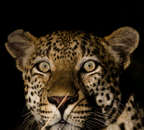 Luxury Safari 4 Luxury Safari 4