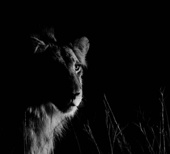 Steve WB SPArta Steve WB SPArta