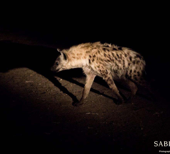 02Sheldon Hooper Hyena 4 Final