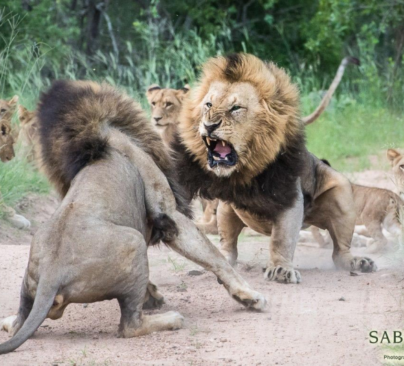 39Terry Ennever Charlstons Fight 15117 4 Final