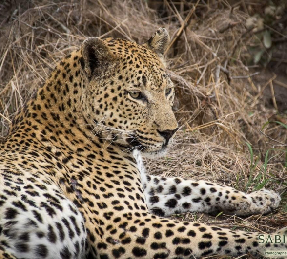 32Franscois Rosslee Max 201017