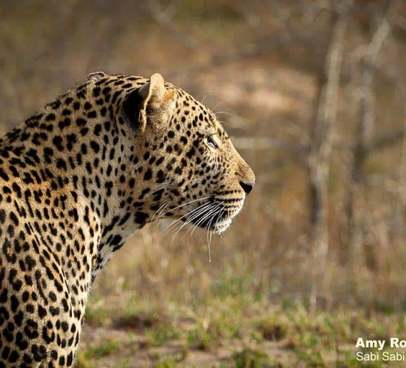 46Amy Roberts Leopard Hanyile 1 070920 Final 46Amy Roberts Leopard Hanyile 1 070920 Final