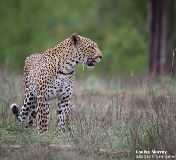 07Louise Murray Kigelia 10112020 2 Final 07Louise Murray Kigelia 10112020 2 Final