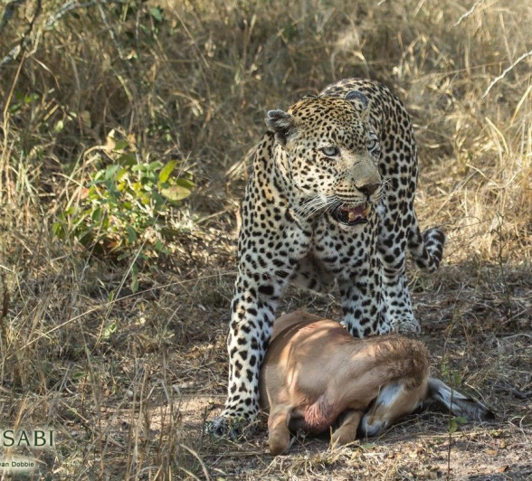 31Kevan Dobbie Kashan 25.06.1 Final