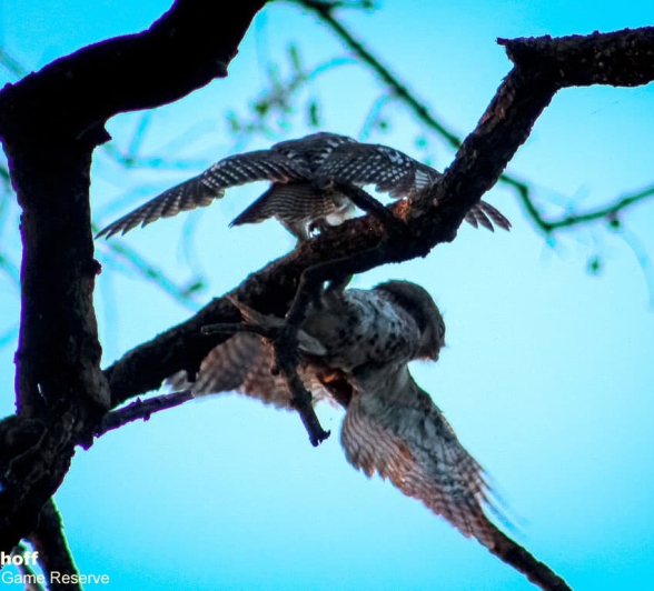 05Rebecca Boshoff Barred Owlet 5 29.10.2020 Final 05Rebecca Boshoff Barred Owlet 5 29.10.2020 Final