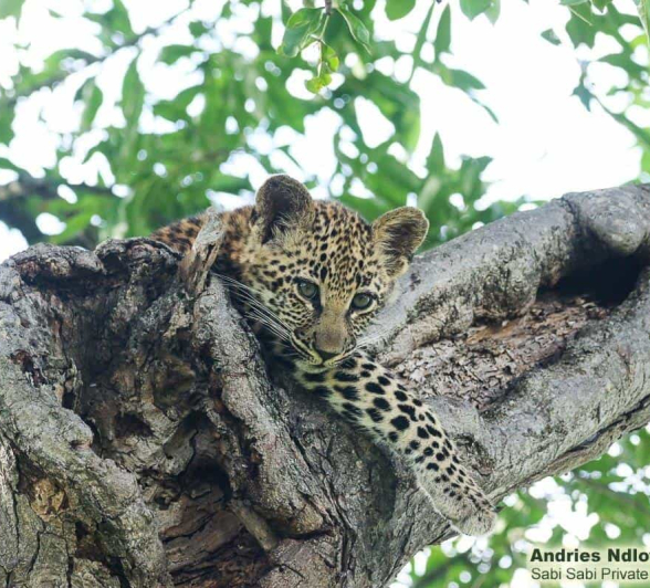 01andries Leopard.cub 26 Final 01andries Leopard.cub 26 Final