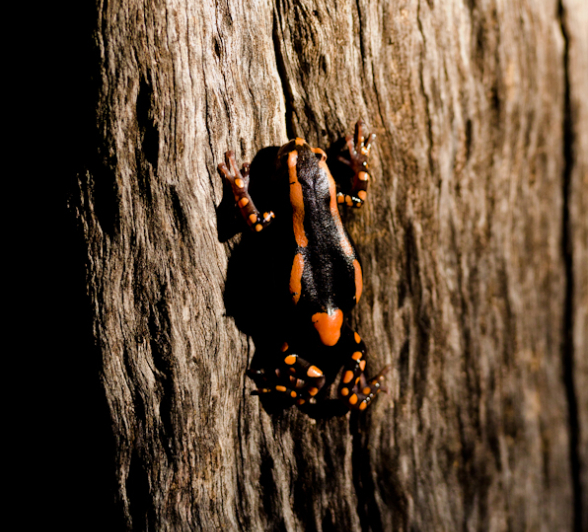 Banded Rubber Frog Banded Rubber Frog