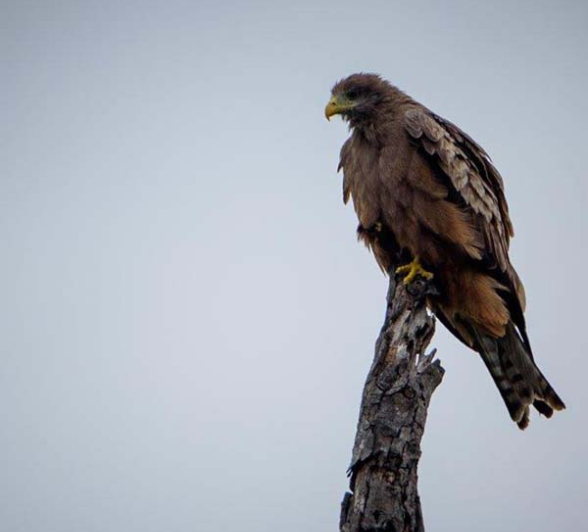 Mike Palmer Yellow Billed Kite Mike Palmer Yellow Billed Kite