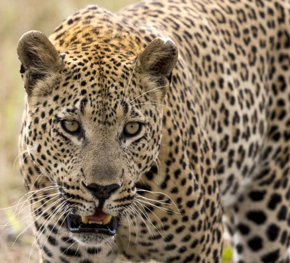 Kyle Maxabeni 3 Kyle Maxabeni 3