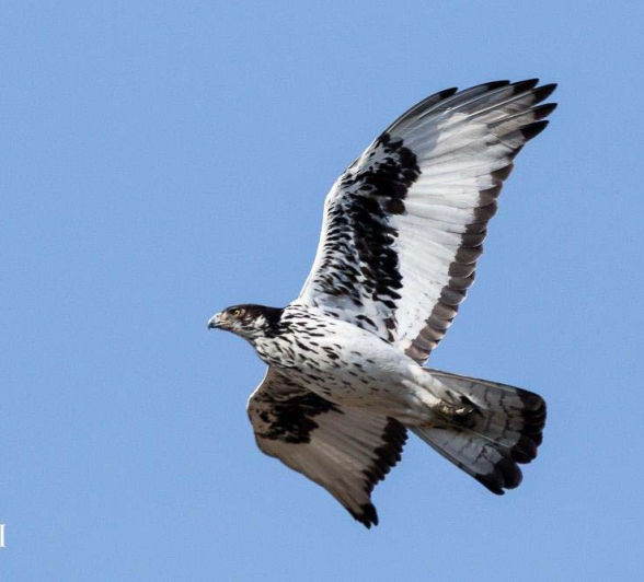 08Sheldon Hooper African Hawk Eagle Final