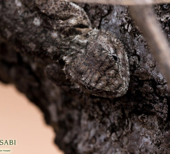 06Sheldon Hooper Agama Final